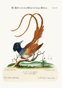 The Crested Long-tailed Pye